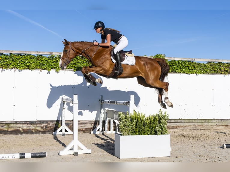 KWPN Stute 6 Jahre 167 cm in Waddinxveen