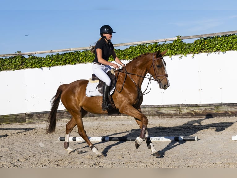 KWPN Stute 6 Jahre 167 cm in Waddinxveen
