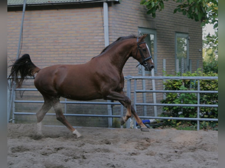KWPN Stute 6 Jahre 167 cm Fuchs in Biddinghuizen