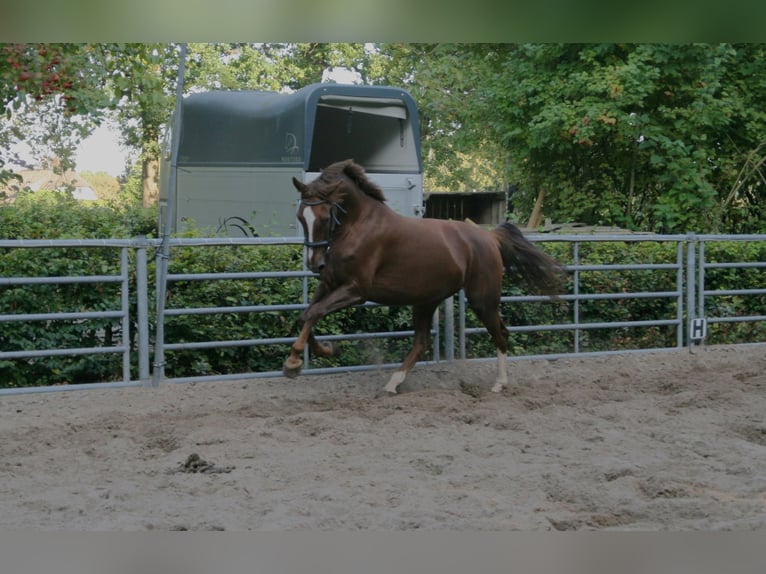 KWPN Stute 6 Jahre 167 cm Fuchs in Biddinghuizen