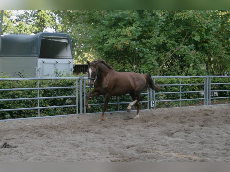 KWPN Stute 6 Jahre 167 cm Fuchs in Doornspijk