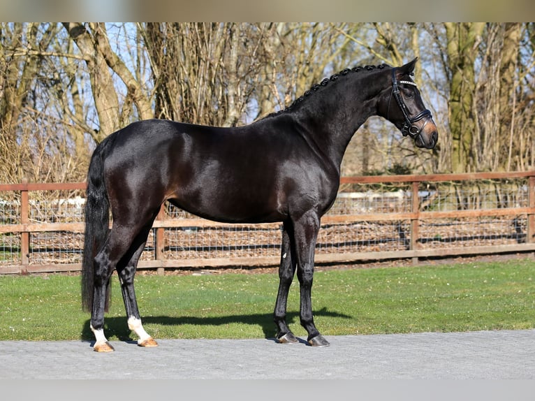 KWPN Stute 6 Jahre 167 cm Rappe in Groningen