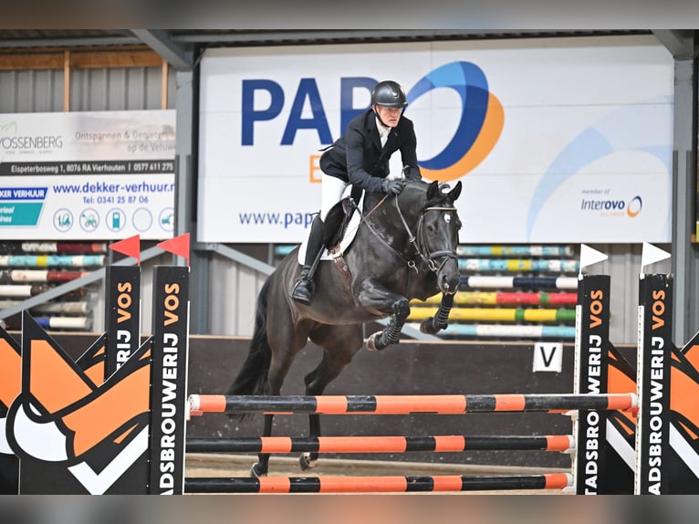 KWPN Stute 6 Jahre 167 cm Rappe in Hulshorst