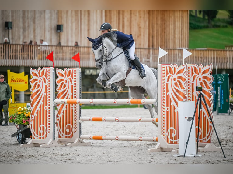 KWPN Stute 6 Jahre 167 cm Schimmel in Uster