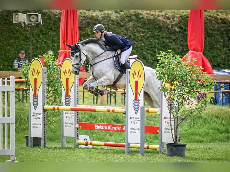 KWPN Stute 6 Jahre 167 cm Schimmel in Uster