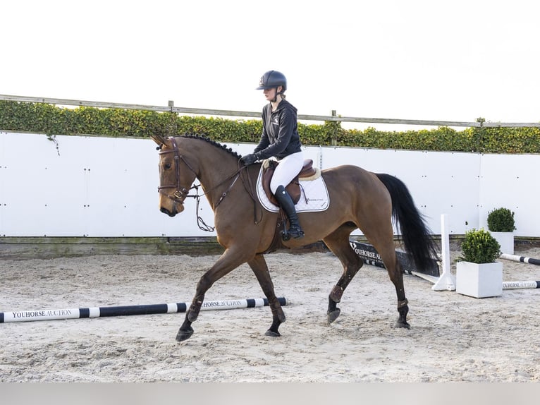 KWPN Stute 6 Jahre 167 cm  in Waddinxveen