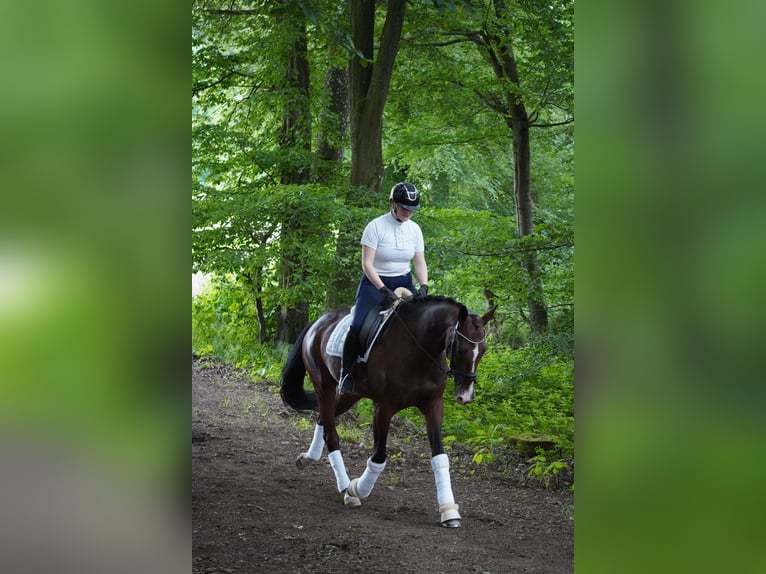 KWPN Stute 6 Jahre 168 cm Brauner in Nettersheim