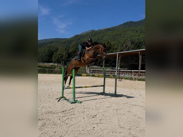 KWPN Stute 6 Jahre 168 cm Brauner in chambery
