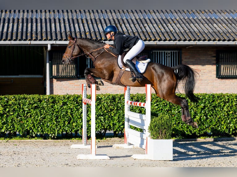 KWPN Stute 6 Jahre 168 cm Brauner in Waddinxveen