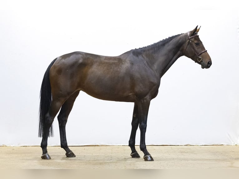 KWPN Stute 6 Jahre 168 cm Brauner in Waddinxveen