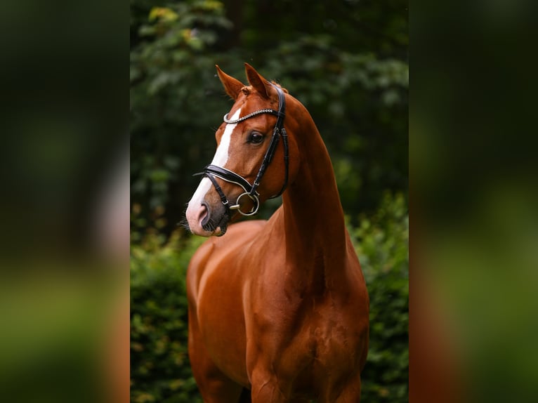 KWPN Stute 6 Jahre 168 cm Fuchs in Hamburg Osdorf