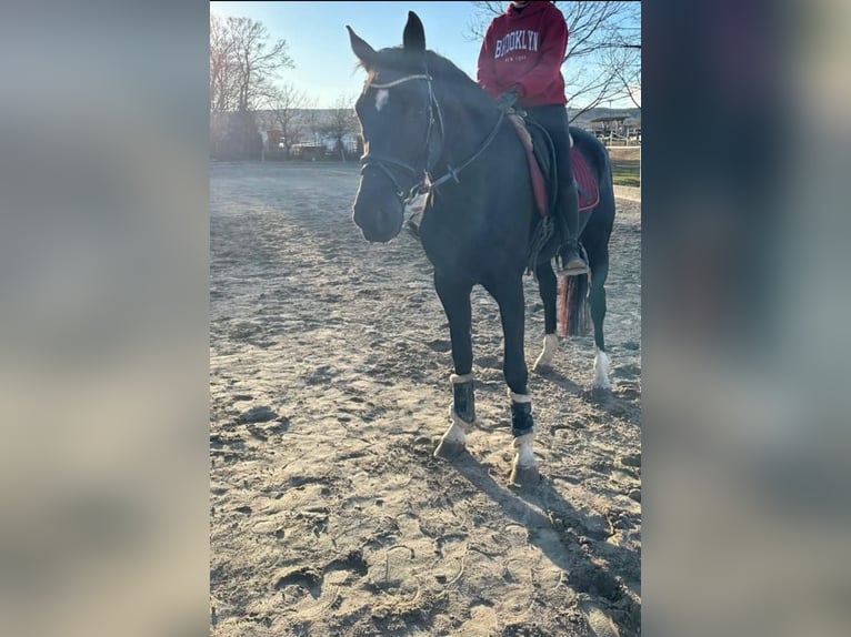 KWPN Stute 6 Jahre 168 cm Rappe in Enzesfeld