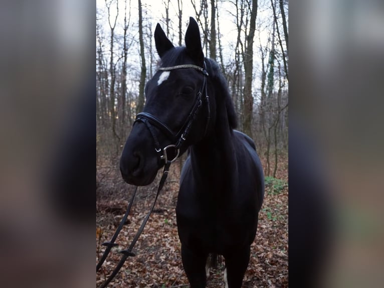 KWPN Stute 6 Jahre 168 cm Rappe in Enzesfeld
