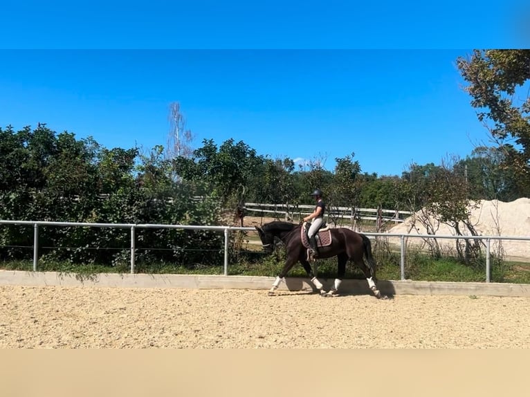 KWPN Stute 6 Jahre 168 cm Rappe in Enzesfeld