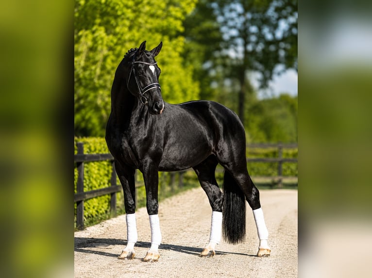 KWPN Stute 6 Jahre 168 cm Rappe in Passau