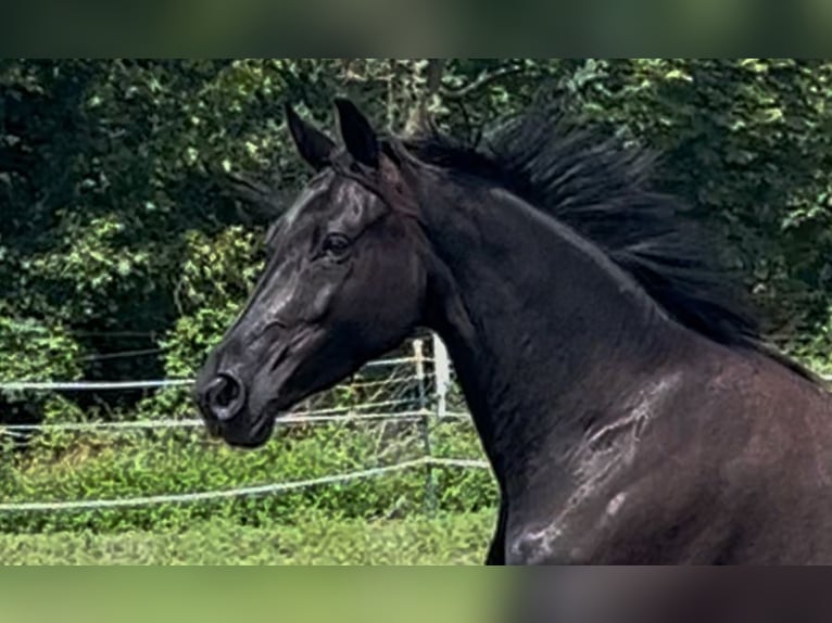 KWPN Stute 6 Jahre 168 cm Rappe in Dallgow-D&#xF6;beritz