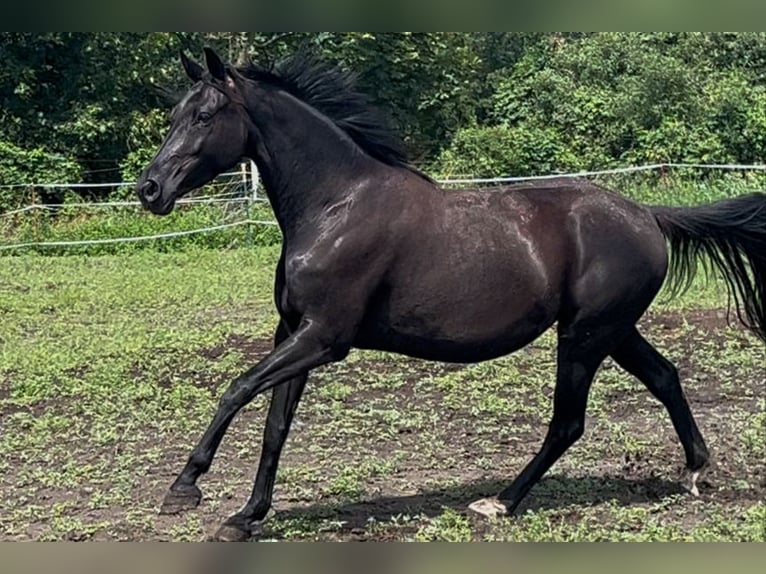 KWPN Stute 6 Jahre 168 cm Rappe in Dallgow-D&#xF6;beritz