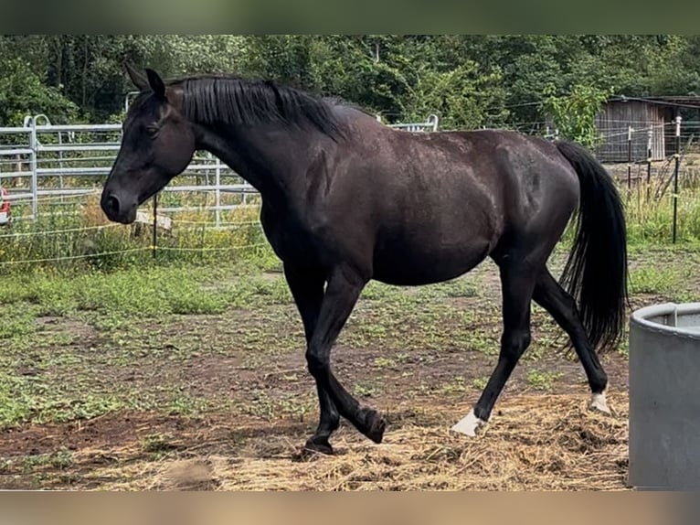 KWPN Stute 6 Jahre 168 cm Rappe in Dallgow-D&#xF6;beritz