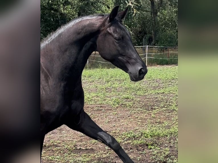 KWPN Stute 6 Jahre 168 cm Rappe in Dallgow-D&#xF6;beritz