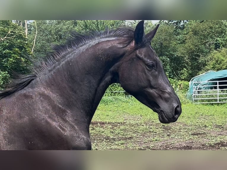 KWPN Stute 6 Jahre 168 cm Rappe in Dallgow-D&#xF6;beritz