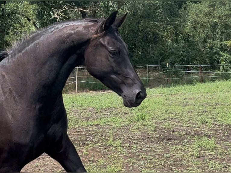 KWPN Stute 6 Jahre 168 cm Rappe in Dallgow-D&#xF6;beritz