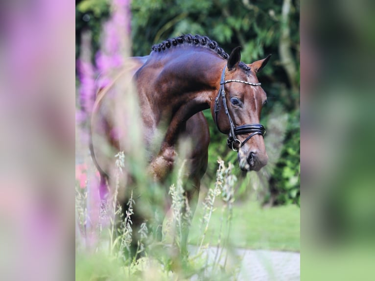 KWPN Stute 6 Jahre 168 cm Rotbrauner in Snina