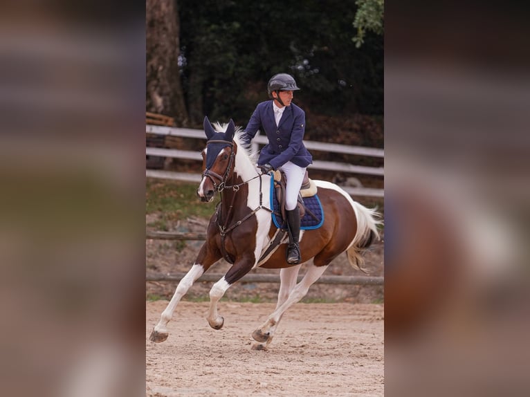 KWPN Stute 6 Jahre 168 cm Schecke in Gijon