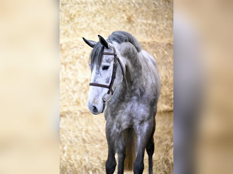 KWPN Stute 6 Jahre 168 cm Schimmel in Roermond