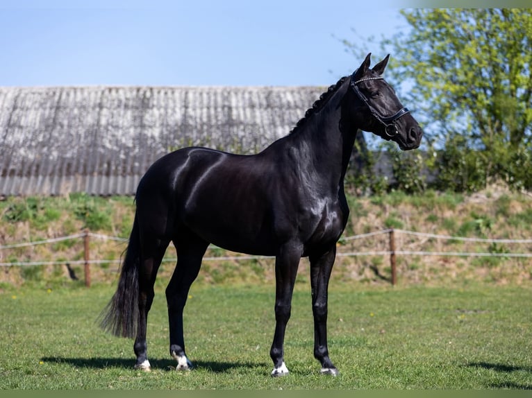 KWPN Stute 6 Jahre 168 cm Schwarzbrauner in Denekamp