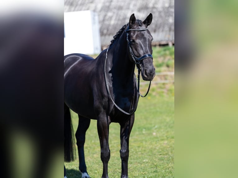 KWPN Stute 6 Jahre 168 cm Schwarzbrauner in Denekamp