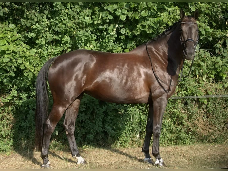 KWPN Stute 6 Jahre 168 cm Schwarzbrauner in Denekamp