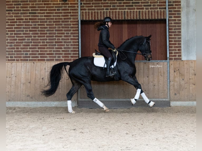 KWPN Stute 6 Jahre 168 cm Schwarzbrauner in Goch