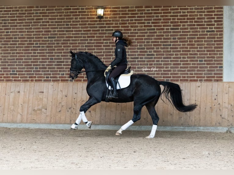 KWPN Stute 6 Jahre 168 cm Schwarzbrauner in Goch