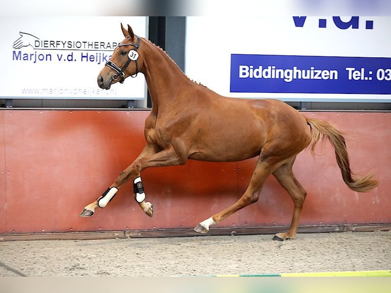 KWPN Stute 6 Jahre 169 cm Fuchs in Swifterbant