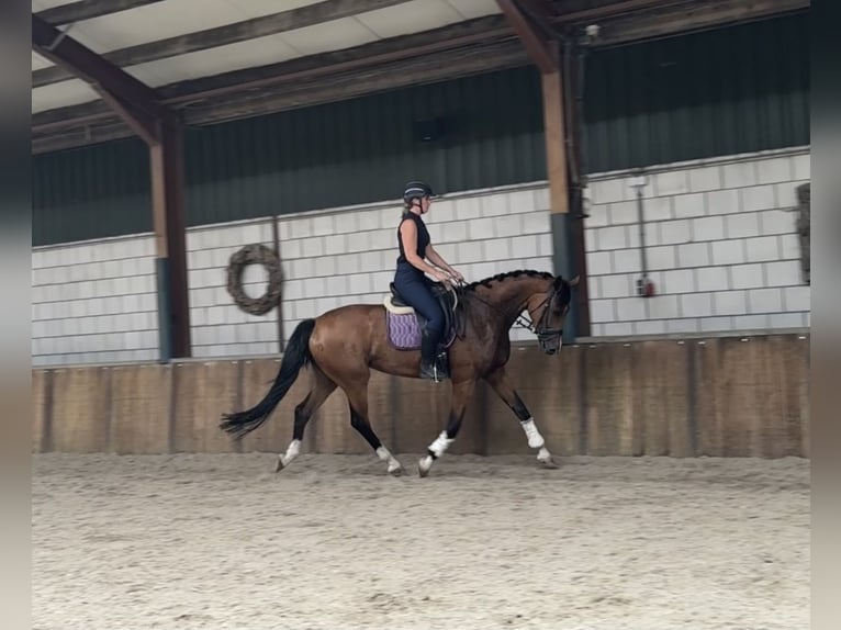 KWPN Stute 6 Jahre 170 cm Brauner in Oud Gastel