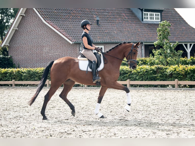 KWPN Stute 6 Jahre 170 cm Brauner in Goch