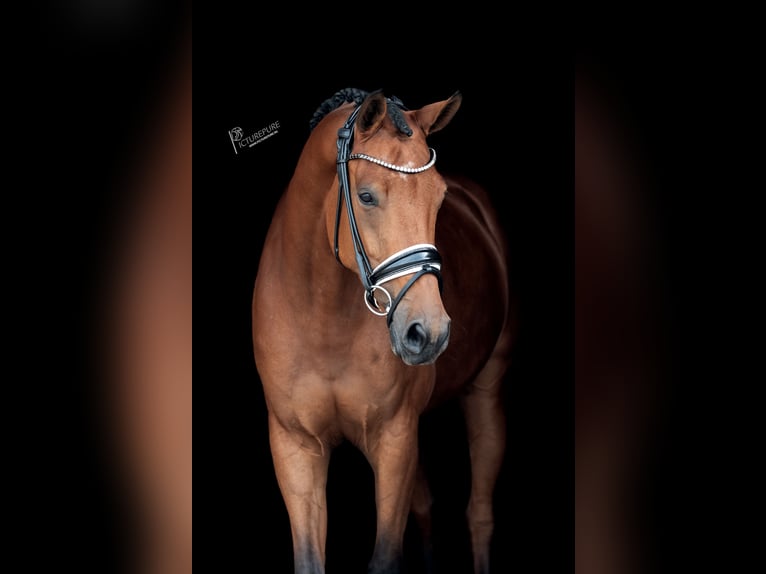KWPN Stute 6 Jahre 170 cm Brauner in Goch