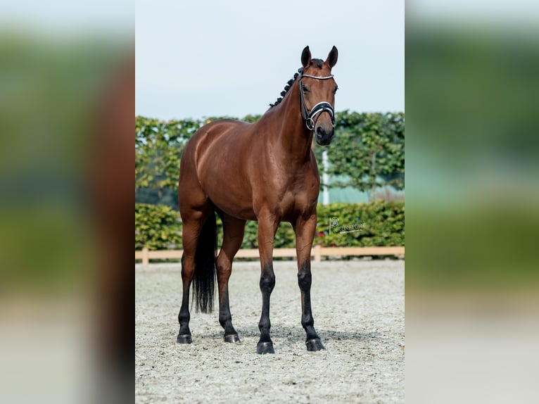 KWPN Stute 6 Jahre 170 cm Brauner in Goch