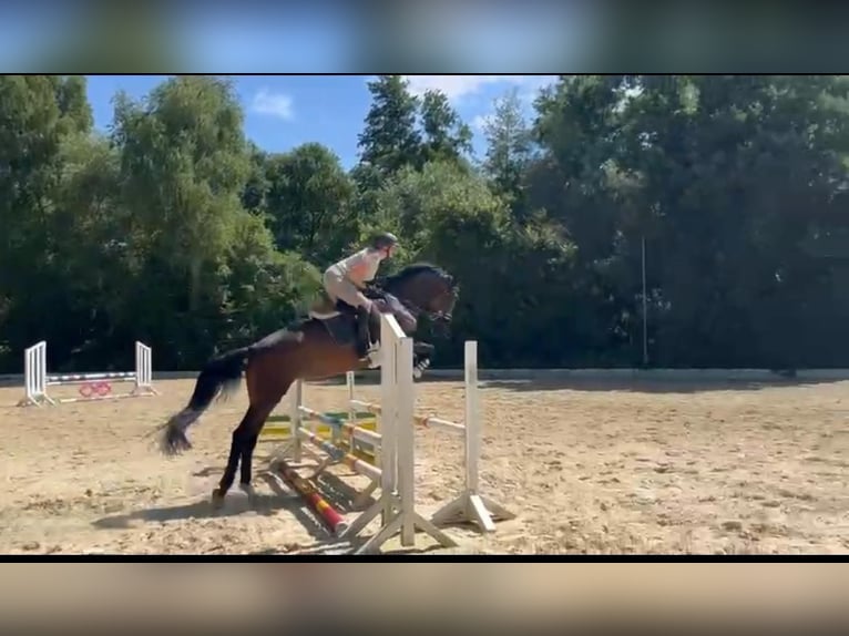 KWPN Stute 6 Jahre 170 cm Brauner in K&#xF6;ln