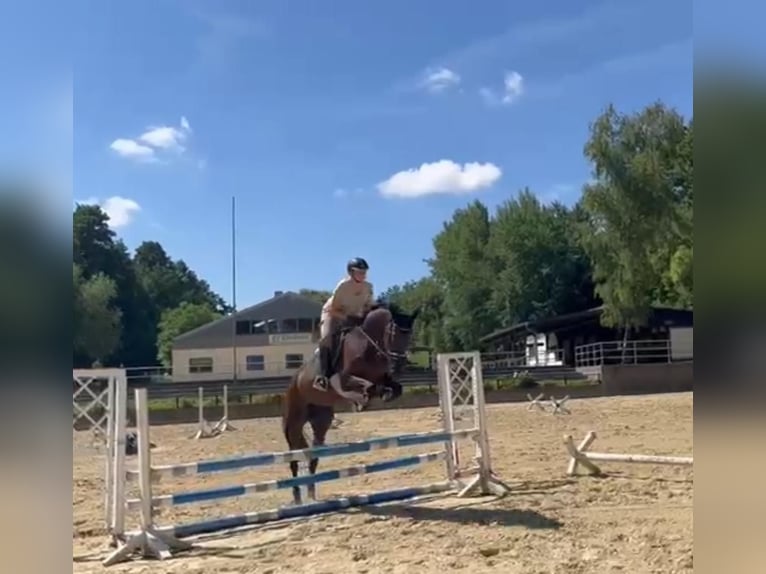 KWPN Stute 6 Jahre 170 cm Brauner in K&#xF6;ln