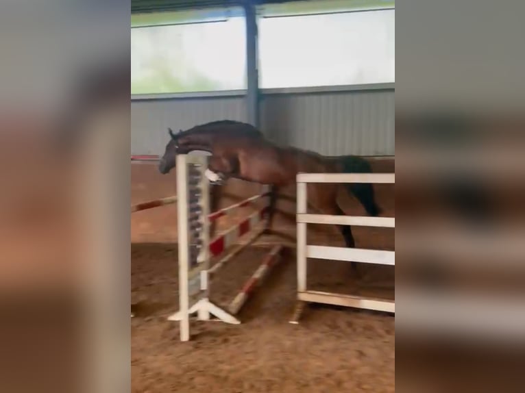 KWPN Stute 6 Jahre 170 cm Brauner in Visselh&#xF6;vede