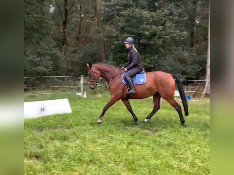 KWPN Stute 6 Jahre 170 cm Brauner in Visselh&#xF6;vede