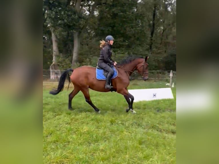 KWPN Stute 6 Jahre 170 cm Brauner in Visselh&#xF6;vede
