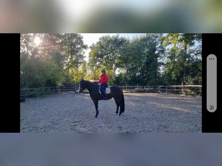 KWPN Stute 6 Jahre 170 cm Dunkelbrauner in Ermelo