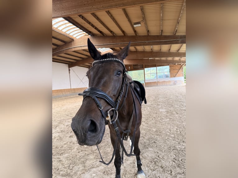 KWPN Stute 6 Jahre 170 cm Dunkelbrauner in EschweilerEschweiler
