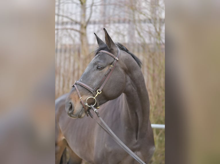 KWPN Stute 6 Jahre 170 cm Dunkelbrauner in Geilenkirchen