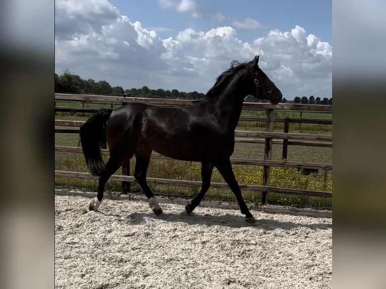 KWPN Mix Stute 6 Jahre 170 cm Dunkelbrauner in Gouda