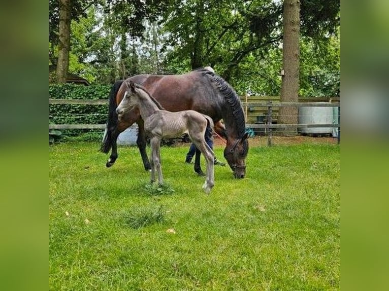 KWPN Stute 6 Jahre 170 cm Dunkelbrauner in Ermelo
