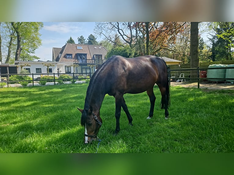 KWPN Stute 6 Jahre 170 cm Dunkelbrauner in Ermelo