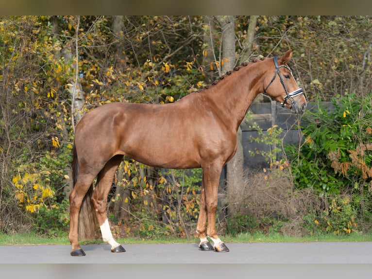 KWPN Stute 6 Jahre 170 cm Fuchs in Oosterhout
